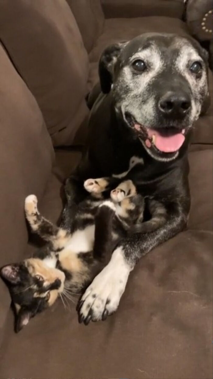 He Thinks That This Adopted Kitten Is Just For Him.