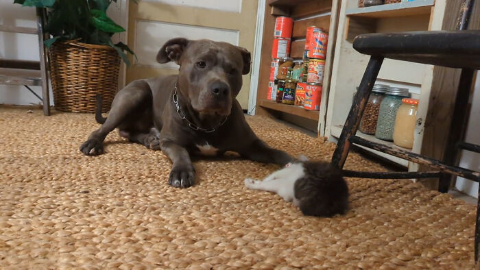 Adopted Kittens For My Dog To Have Friends Today.