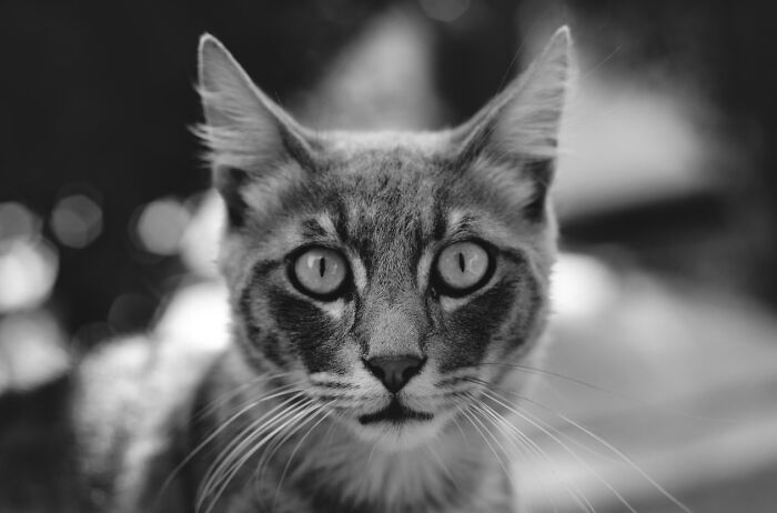 Stray Cats Of Limassol Part Two