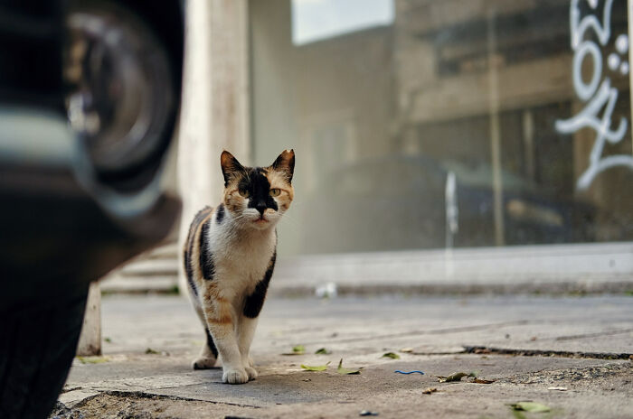 Stray Cats Of Limassol Part Two