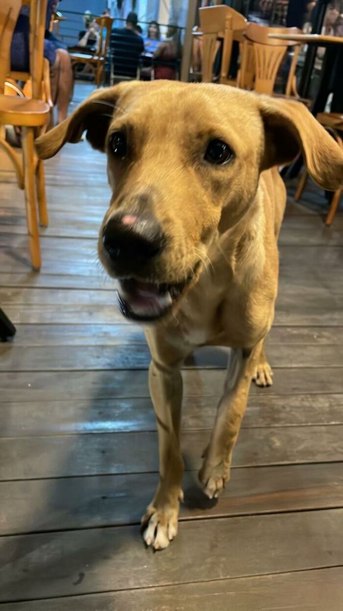 This Stray Dog "Invaded" A Wedding And Ended Up Being Adopted By The Newlyweds