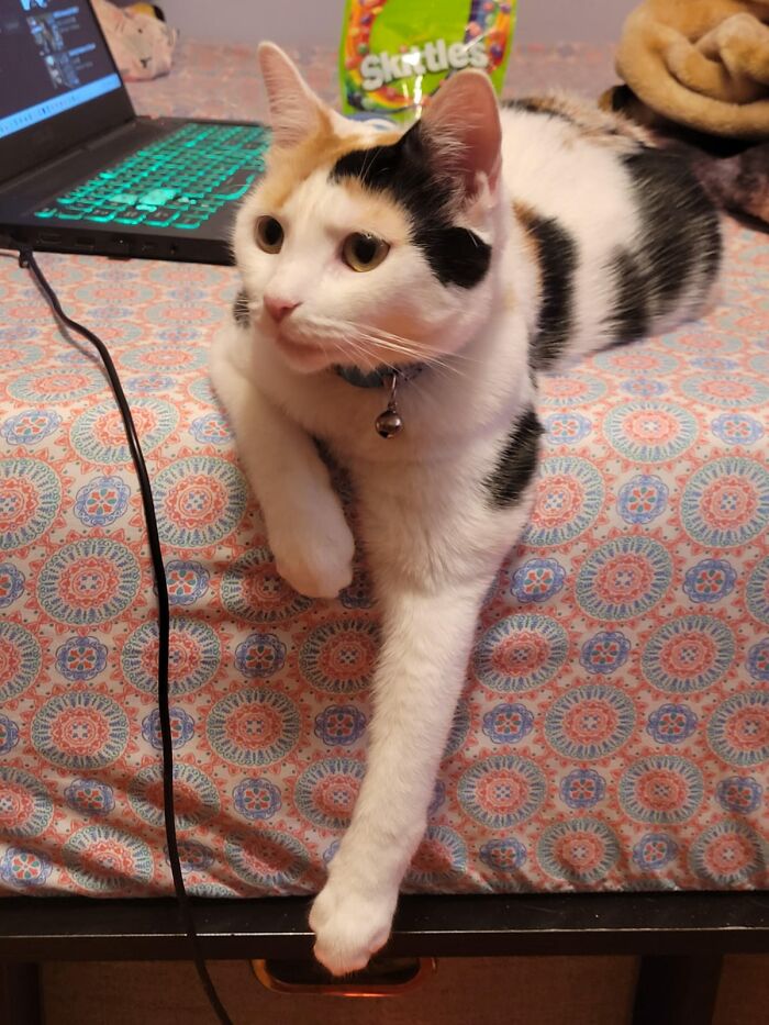 I Get Commissioned To Do Watercolor Paintings Of Pets! I Don't Have A Picture Of The Painting Itself, But Here Is One Of The Cats I'm Doin At The Moment.