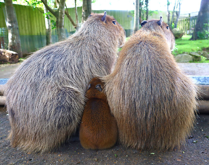 Cap-Ily Ever After: Zoo&rsquo;s &lsquo;Romantic&rsquo; Efforts Bring Arrival Of First Capybara Baby In Over A Decade (5 Pics)