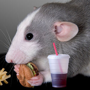 alyssajenkins avatar