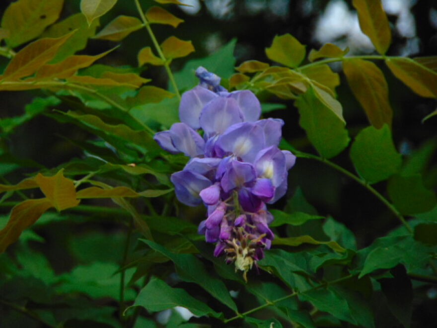 Wisteria
