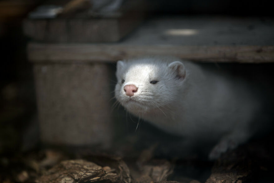 You Can Help End The Suffering Of Millions Of Animals In The European Union By Signing This Petition You Can Help End The Suffering Of Millions Of Animals In The European Union By Signing This Petition