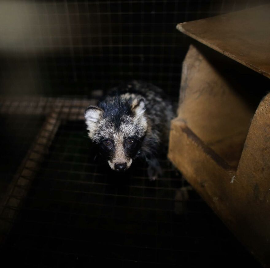 You Can Help End The Suffering Of Millions Of Animals In The European Union By Signing This Petition You Can Help End The Suffering Of Millions Of Animals In The European Union By Signing This Petition