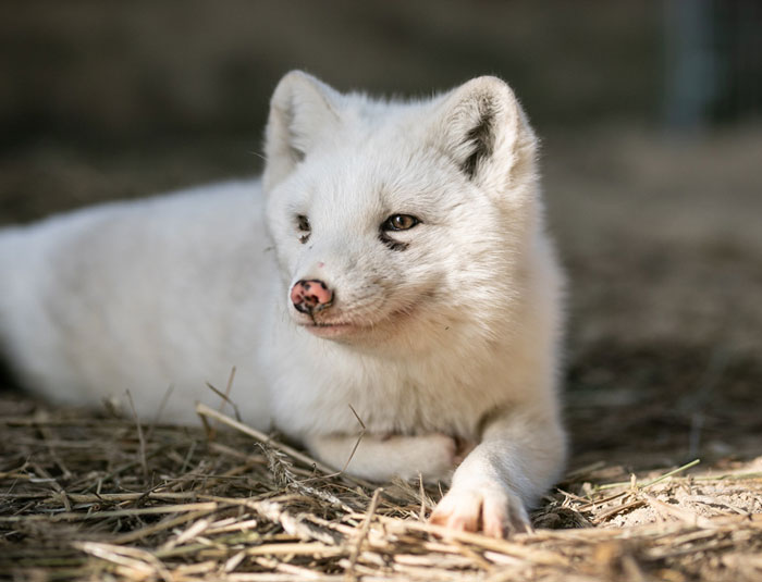 You Can Help End The Suffering Of Millions Of Animals In The European Union By Signing This Petition