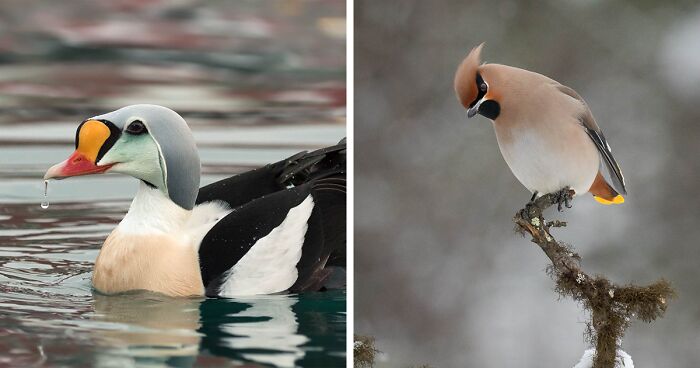 Birds Of The Arctic: Exotic Birds And Seabirds I Captured On My Trip To The Arctic Ocean (30 Pics)