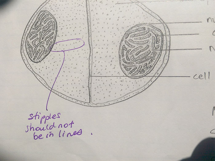 Highschool Teacher Takes A Mark Off For Diagram