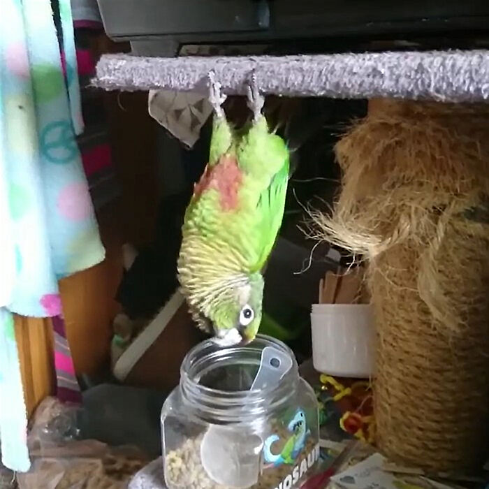 Tourmie Thinks She's A Bat