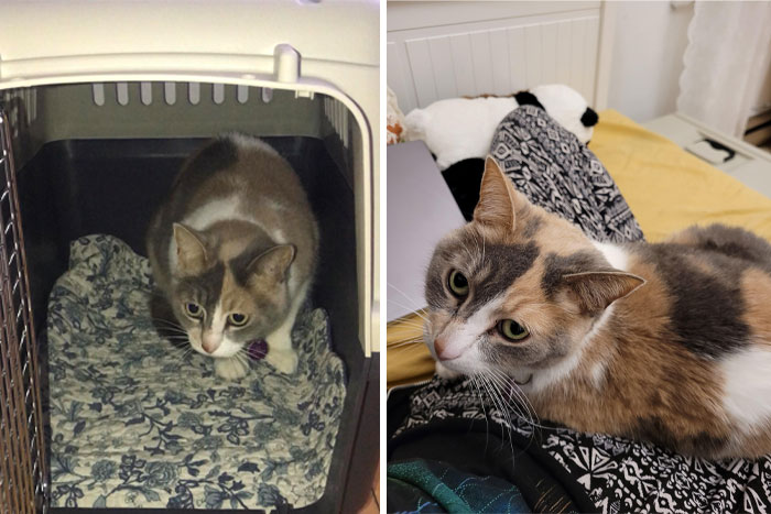 Puff Had Been Through Seven (!) Homes Before I Got Her. I Hope She Knows This One Is Forever