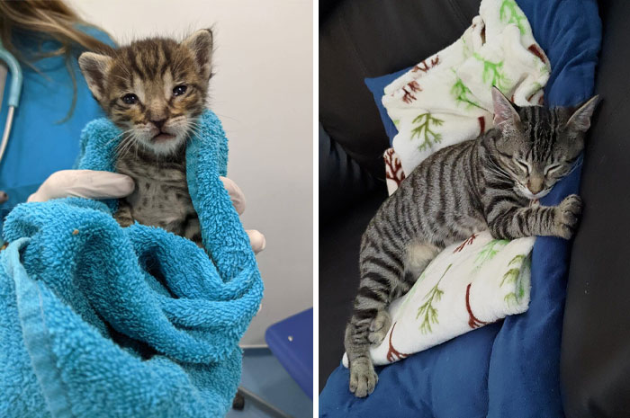 We Found This Tiny Little Baby In The Forest, Very Sick And With Troubled Breathing