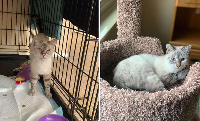 Animal Shelter Was Gonna Euthanize Mary. Instead, We Took Her In, Fostered Her And Yesterday, She Got Adopted And Went To Her Forever Home!