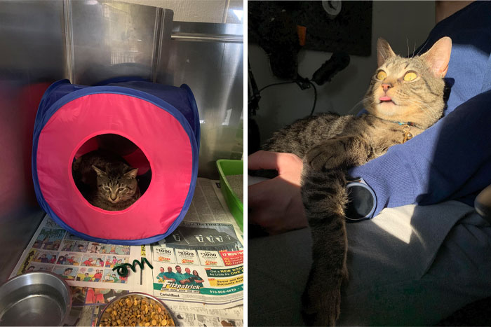 Walked Into The Shelter With My Boyfriend To "Just Look At Cats" And Came Back The Next Day For This Lil Dude
