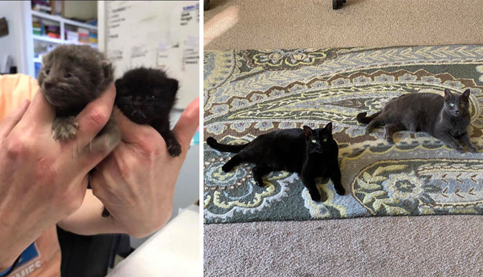 These Sisters Were The Only Two Found And There Was No Way I Was Giving Them Away