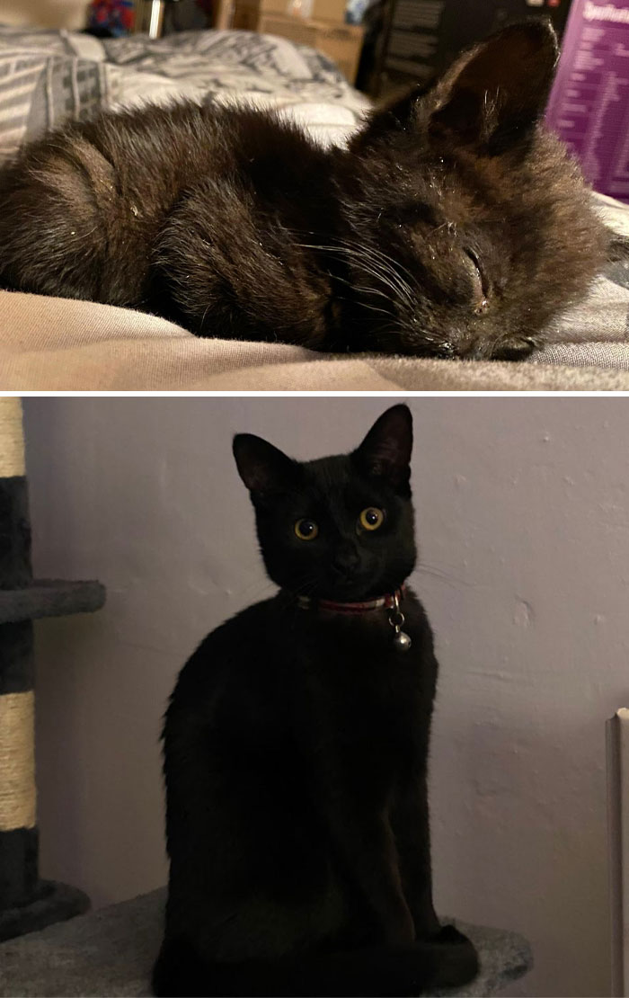 Saved This Little Guy From A Building Site When He Was Only 5 Weeks Old