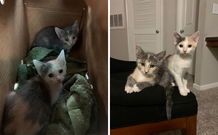 “I Don’t Like Cats”