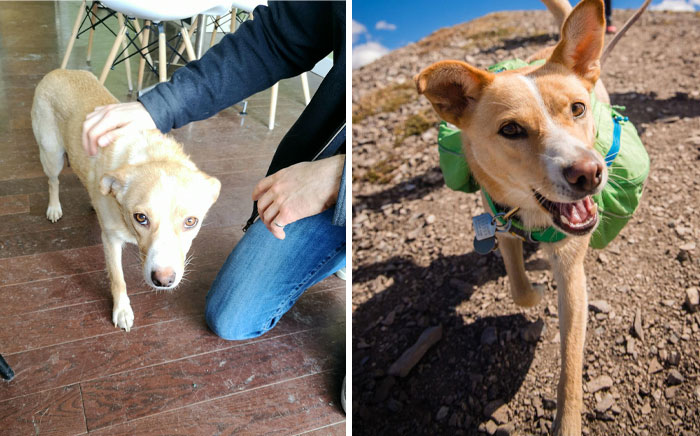 Before: Scared, Timid, Tired Teen Mom. After: The Best, Most Fun Loving Adventure Doggo Ever! Two Year Gotcha Day Coming Up In April