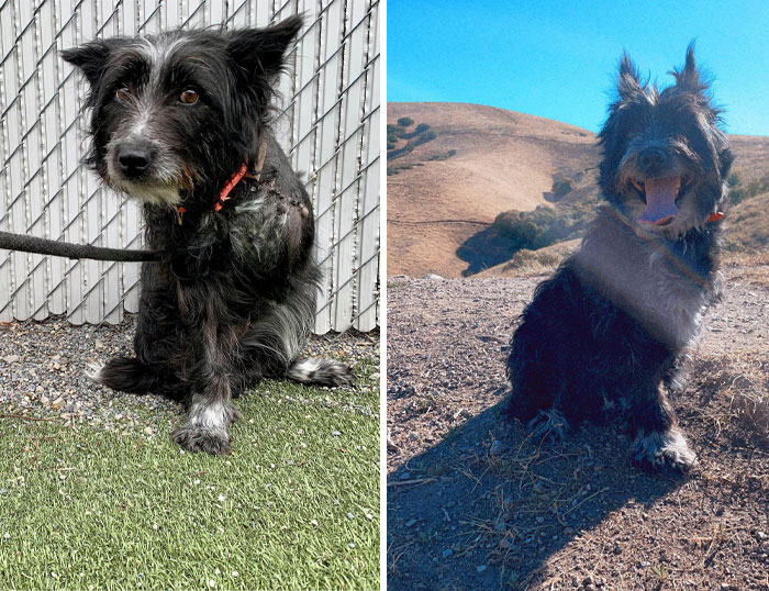 Adopté a esta aterrorizada perrita peluda una semana después de que le amputaran una pierna en abril de 2021