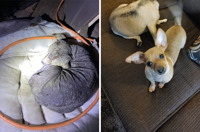 Un teckel y un chihuahua rescatados el 3 de septiembre