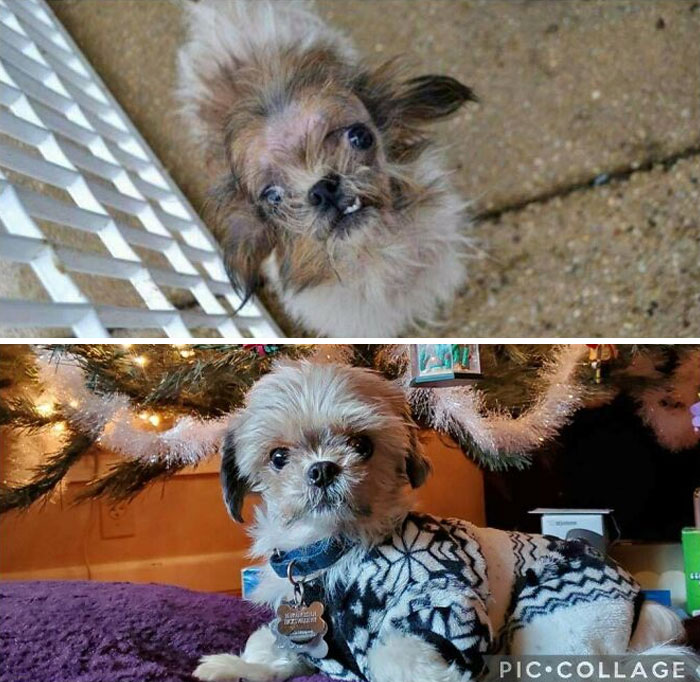 Siempre es difícil creer que estos dos cachorros sean el mismo perro. Lo que pueden hacer unos años y mucho amor