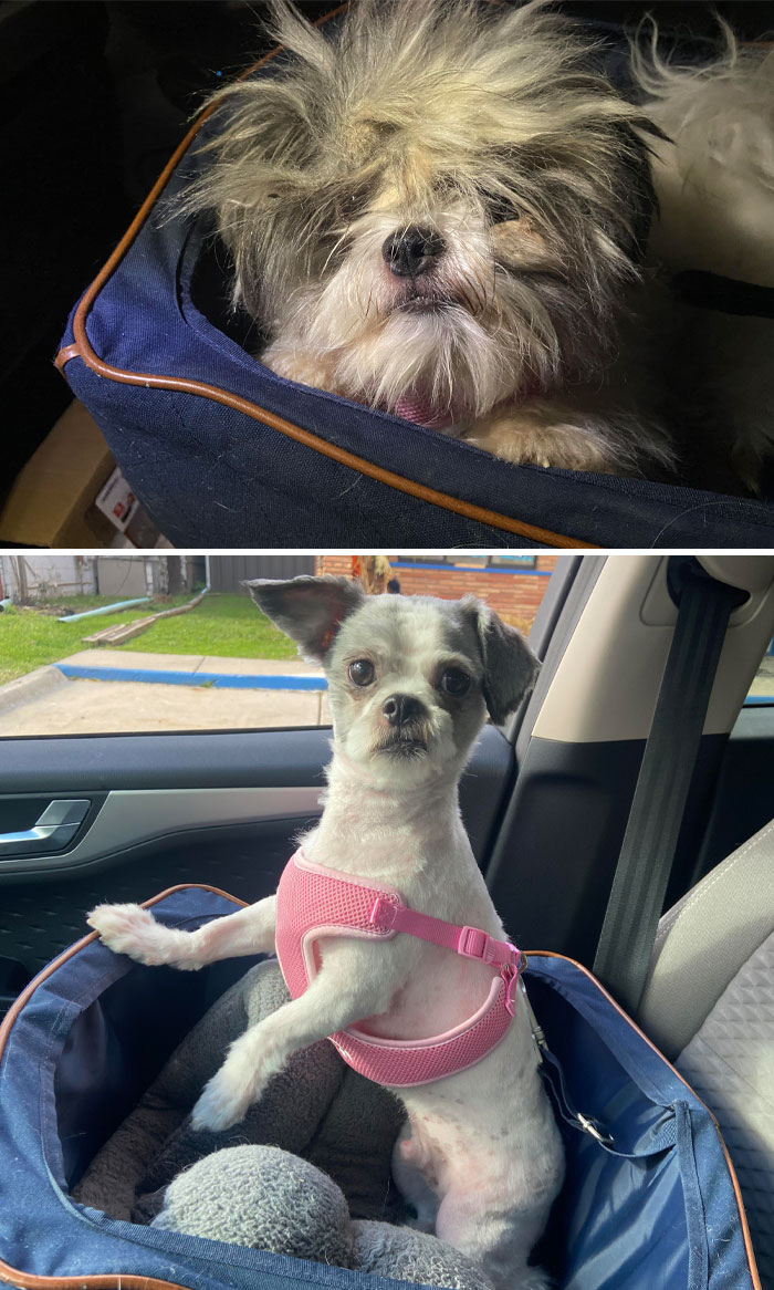 King Louie fue entregado el sábado después de un año de no ser atendido. Tiene un muy buen brillo desde que está en nuestra casa