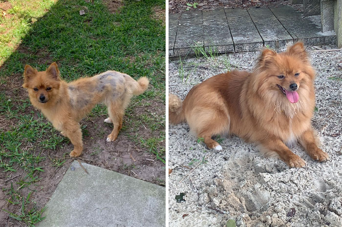 Esta es Rosie antes y después de la adopción. Resultó ser de una belleza majestuosa