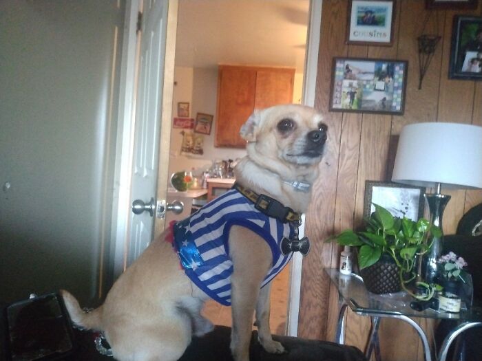 Spikey On 4th Of July Fur Baby