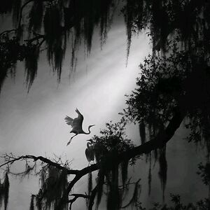 goldenndaysconfirmed avatar