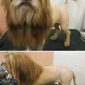 lyricsoncomments avatar