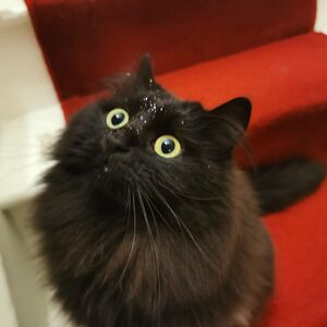 kara-c-joseph avatar