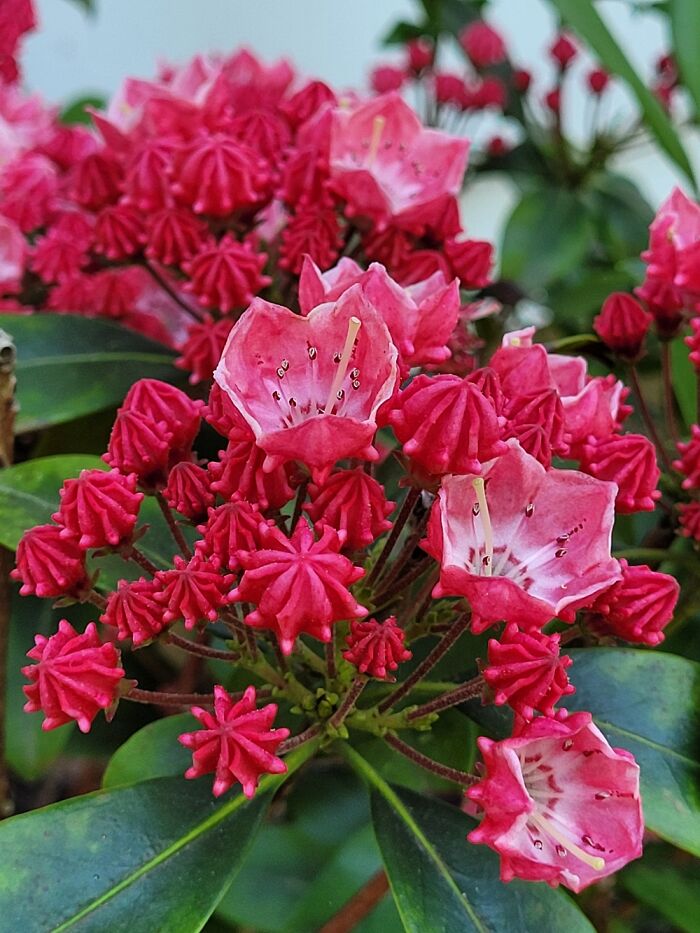 Flowering Shrub In Backyard