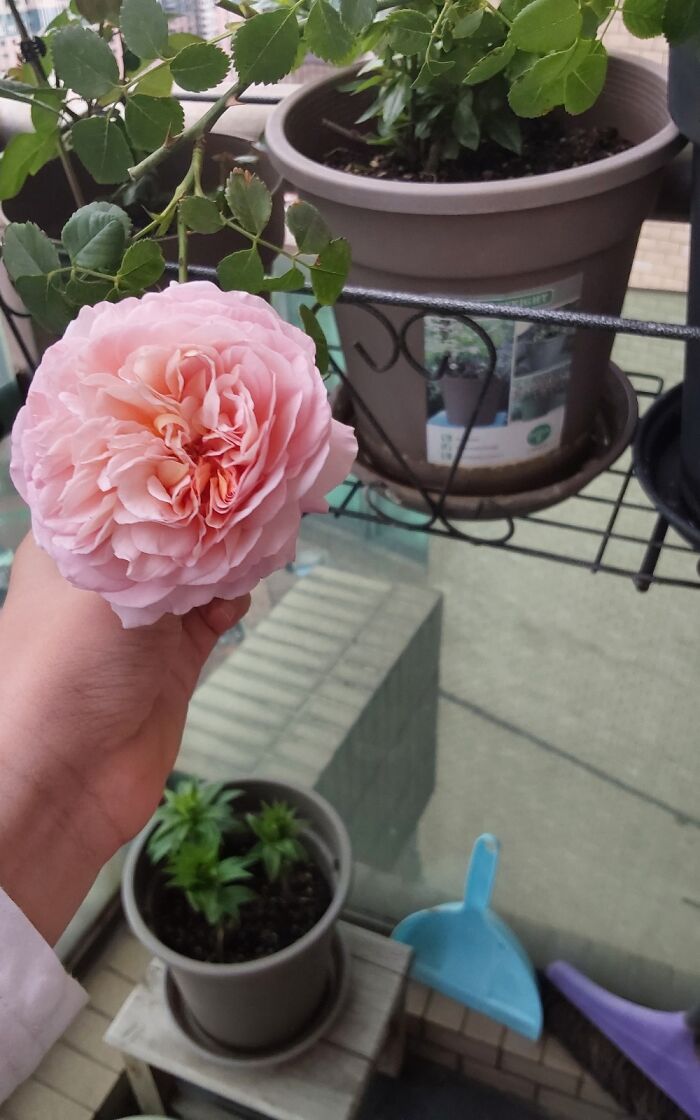 I Just Had To Walk To My Balcony