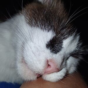 tinycatpants81 avatar