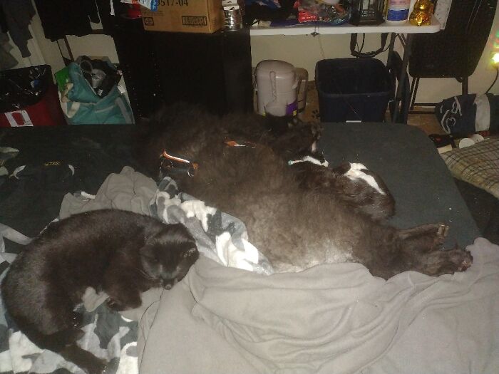 My Three Furbabies. They Are My Sanity.