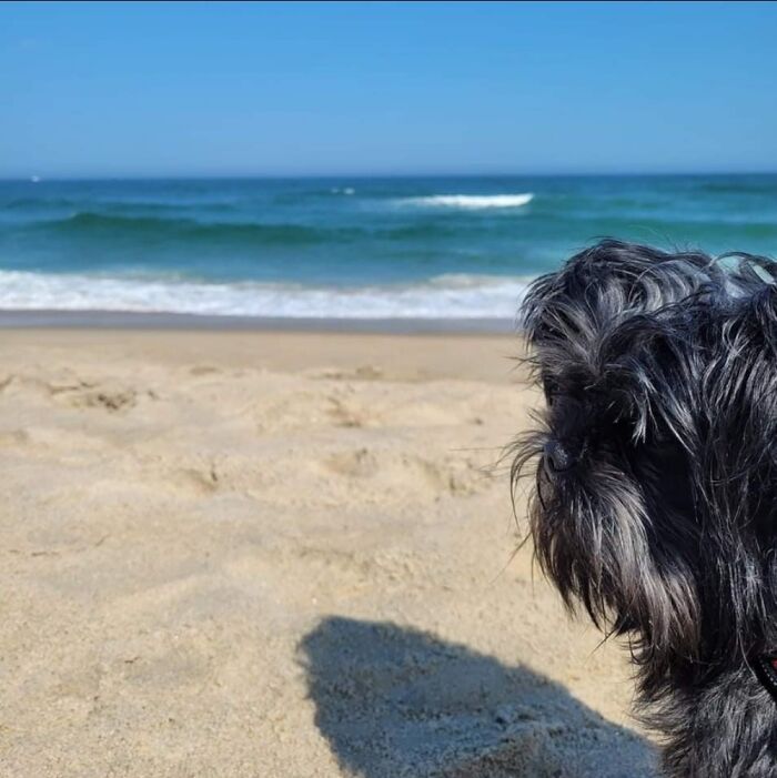Just Chillin With Indy The Affenpinscher At The Jersey Shore.