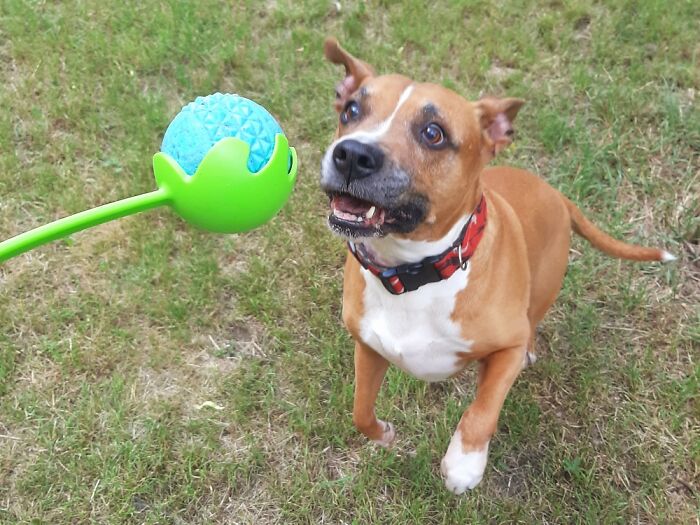 My Beautiful Rescue Boy