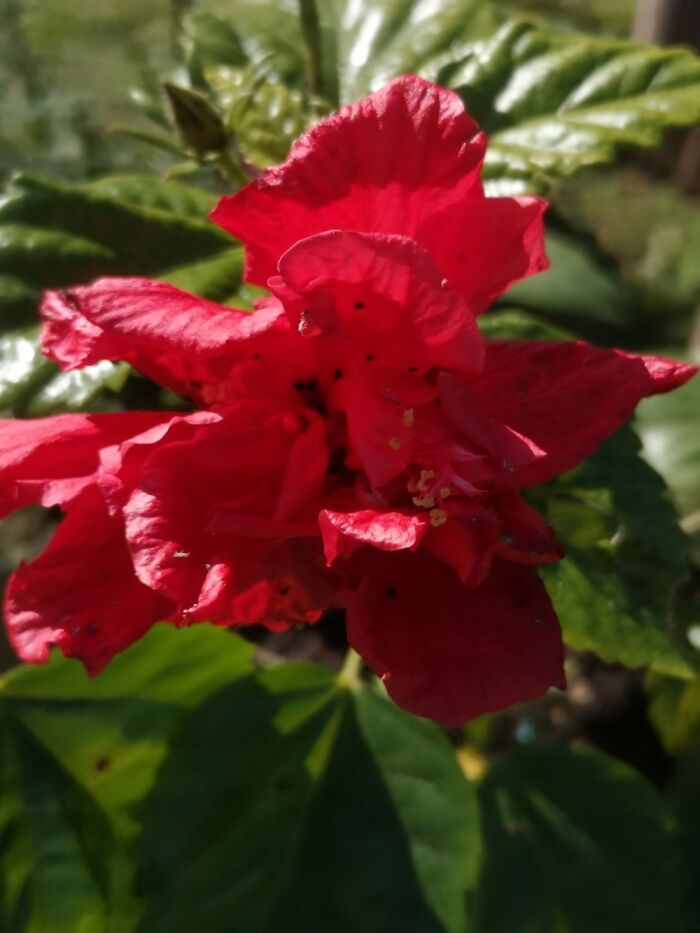 Red Dragon Hibiscus Directly Across From My Front Door.