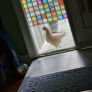 perkyblondechick avatar