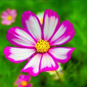 crcrosscountrygal avatar