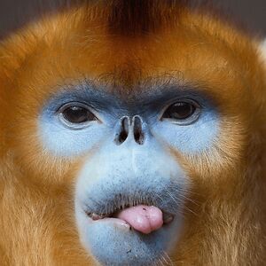 snubnosedmonkey000 avatar