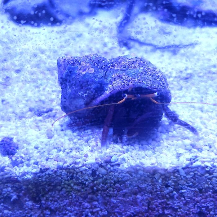 Hermit crab underwater on a gravelly seabed, an example of people failing at photographing wildlife hilariously.