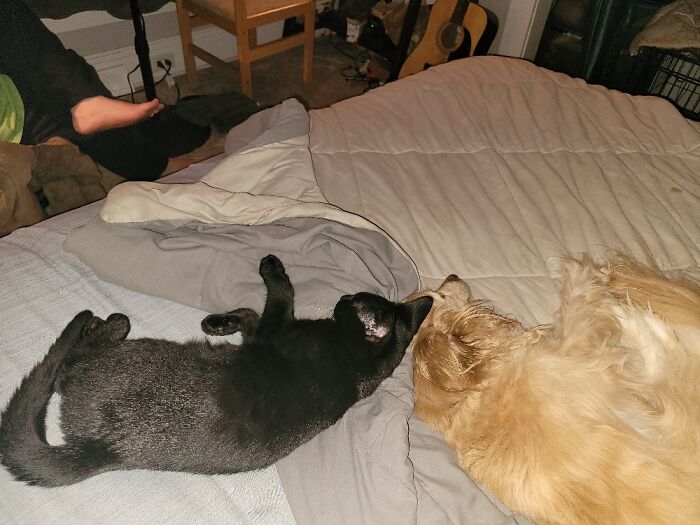 My Fur Babies. Dark Roast & Bandit