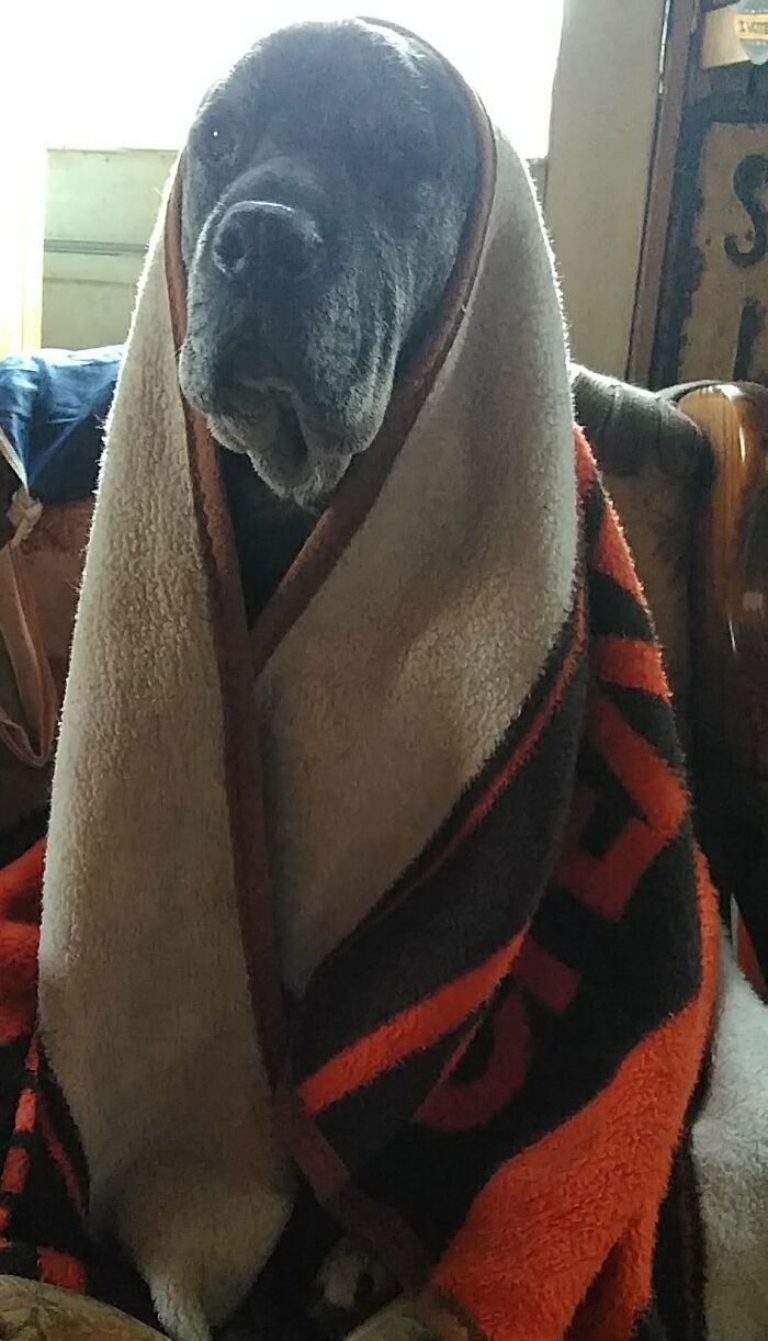 My Angel, Cujo. R.i.p, Buddy 💜