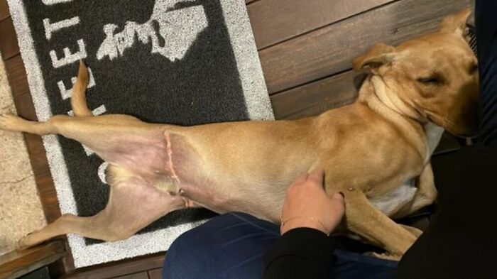 This Stray Dog "Invaded" A Wedding And Ended Up Being Adopted By The Newlyweds