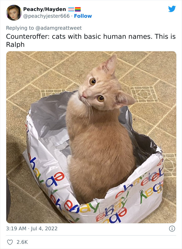 Cat-Funny-Names-Twitter