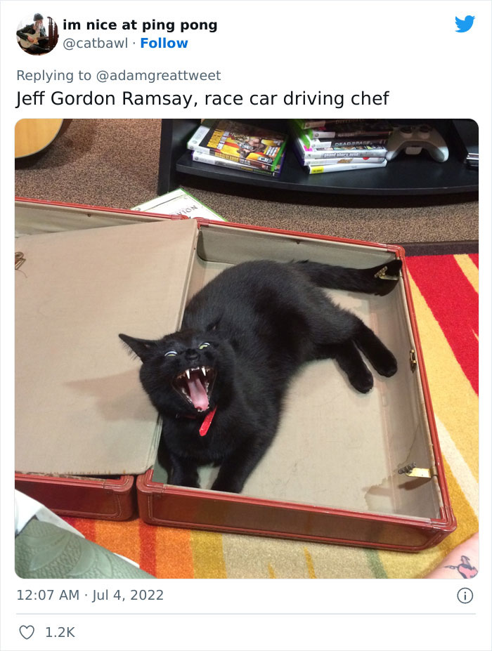 Cat-Funny-Names-Twitter