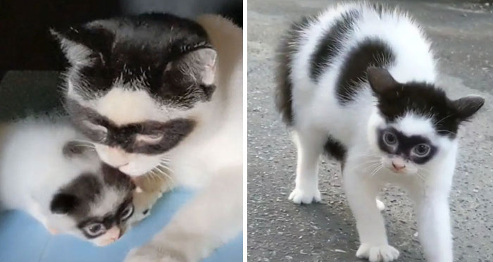 This Cat Became Popular On The Internet For Looking Like Zorro, Gets A Kitten Named Bandit That Looks Exactly Like Him