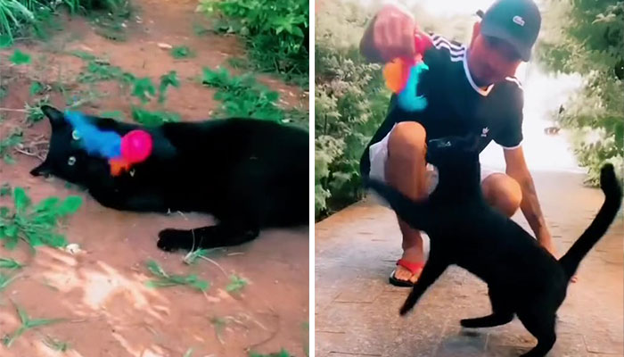 Millions Of People Rejoice At Hilarious Video Of Cat Rescuing House Keys From Hole - 7